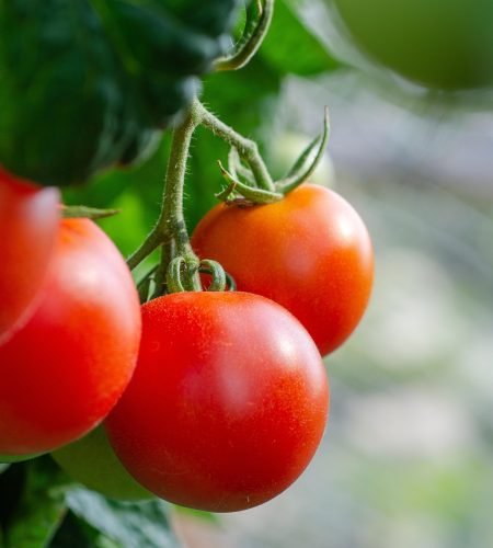 kathas fotos tomatoes 5566744 1920